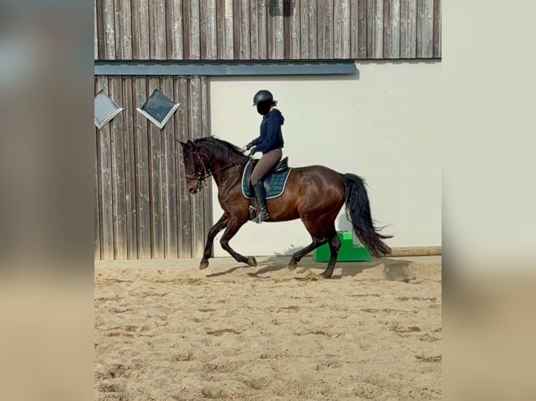 PRE Mix Giumenta 11 Anni 163 cm Baio in Daleiden