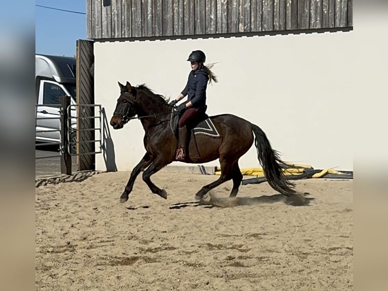 PRE Giumenta 11 Anni 164 cm Baio in Daleiden