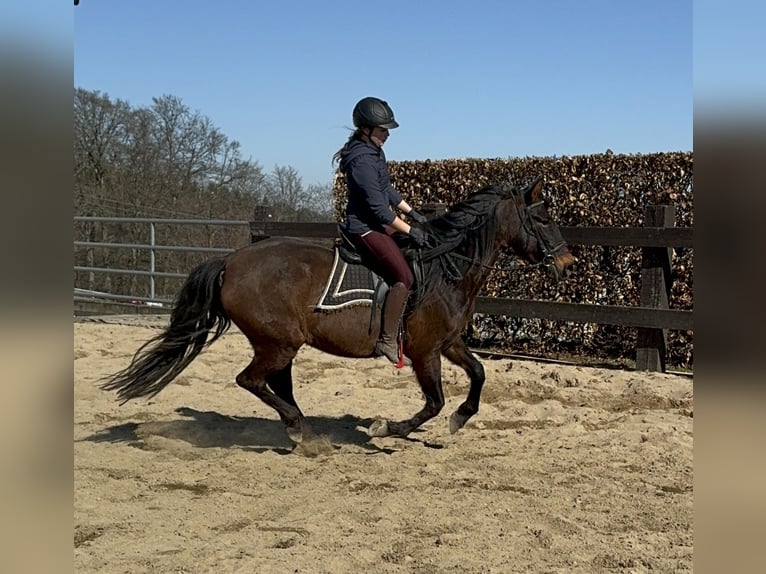 PRE Giumenta 11 Anni 164 cm Baio in Daleiden