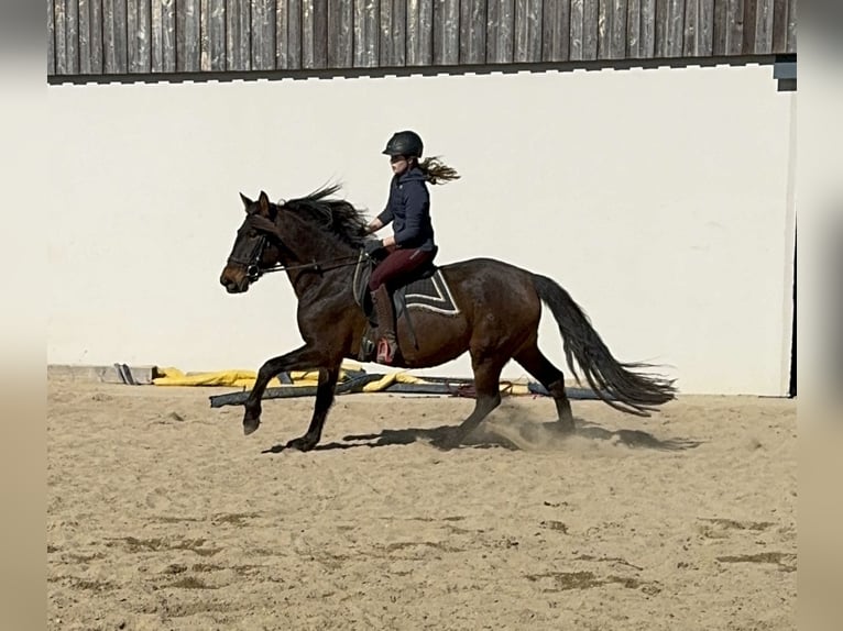 PRE Giumenta 11 Anni 164 cm Baio in Daleiden