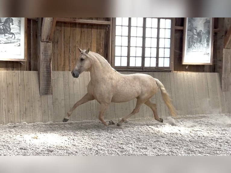 PRE Giumenta 11 Anni 165 cm Palomino in Ronchères