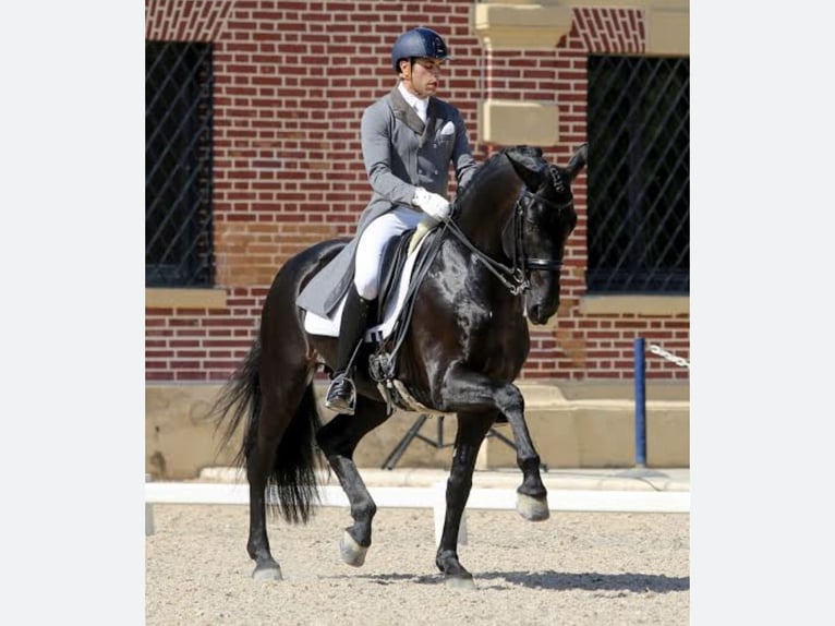 PRE Giumenta 11 Anni 168 cm Grigio in Las Piñas