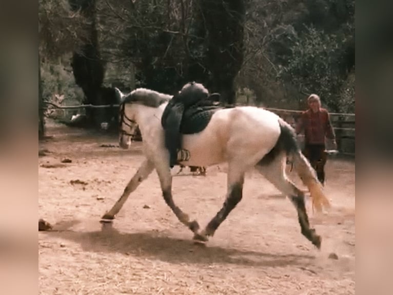 PRE Giumenta 11 Anni 168 cm Grigio in Cadiar