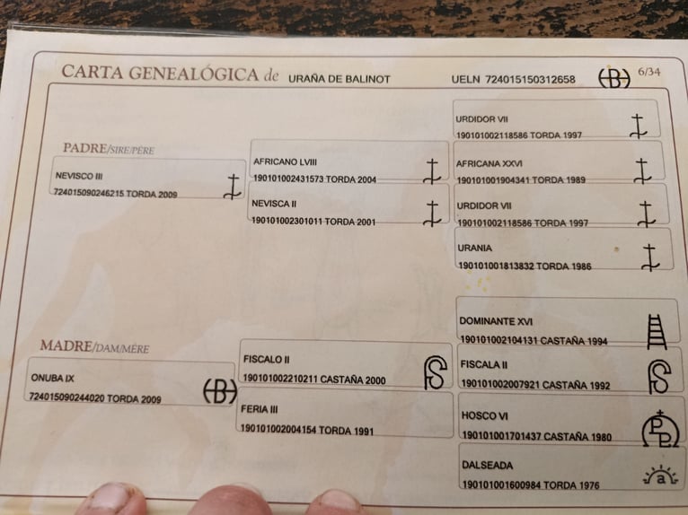 PRE Giumenta 11 Anni 168 cm Grigio in Cadiar