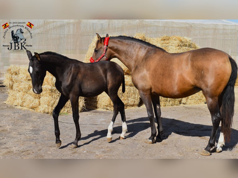 PRE Giumenta 11 Anni Baio in Tabernas Almeria