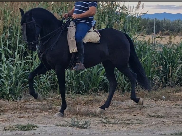PRE Giumenta 11 Anni Morello in Nigüelas