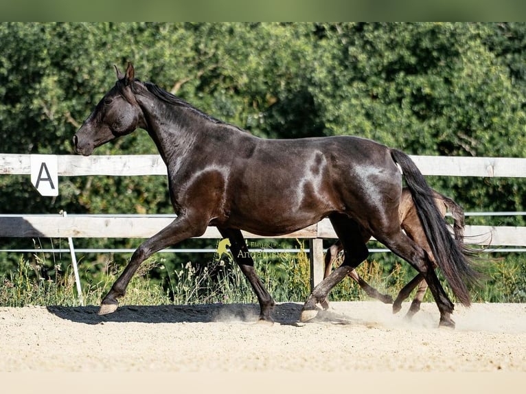 PRE Giumenta 12 Anni 160 cm Morello in Magdalensberg