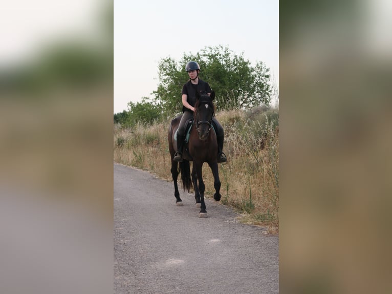 PRE Mix Giumenta 12 Anni 162 cm Baio nero in Labraza