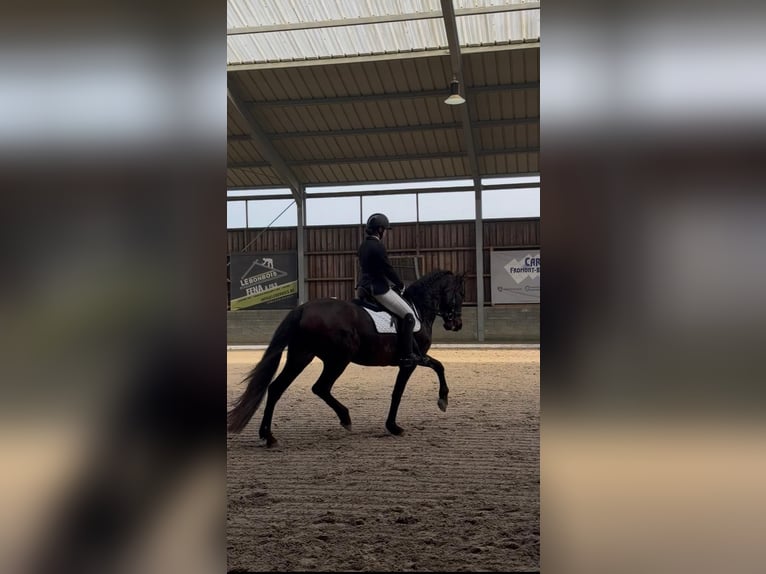 PRE Mix Giumenta 12 Anni 163 cm Baio in Daleiden