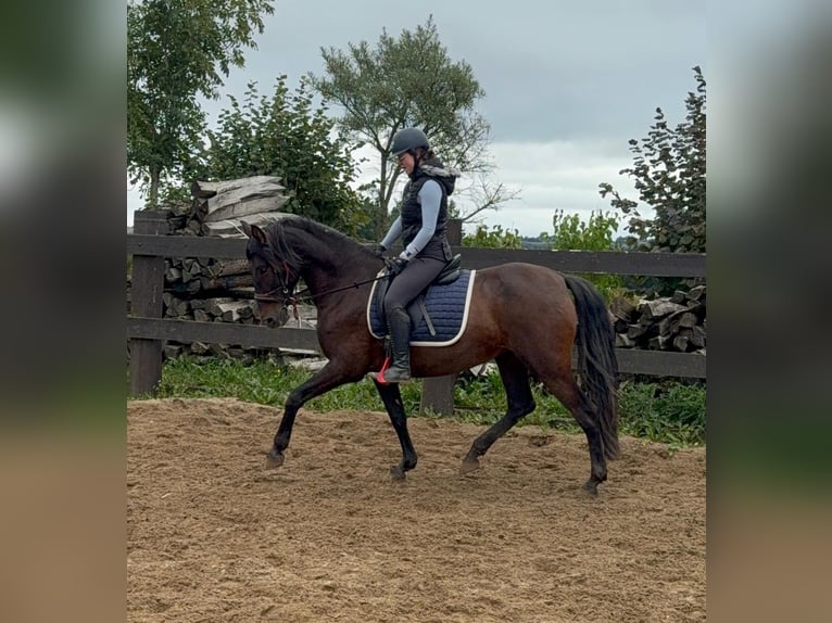 PRE Mix Giumenta 12 Anni 163 cm Baio in Daleiden