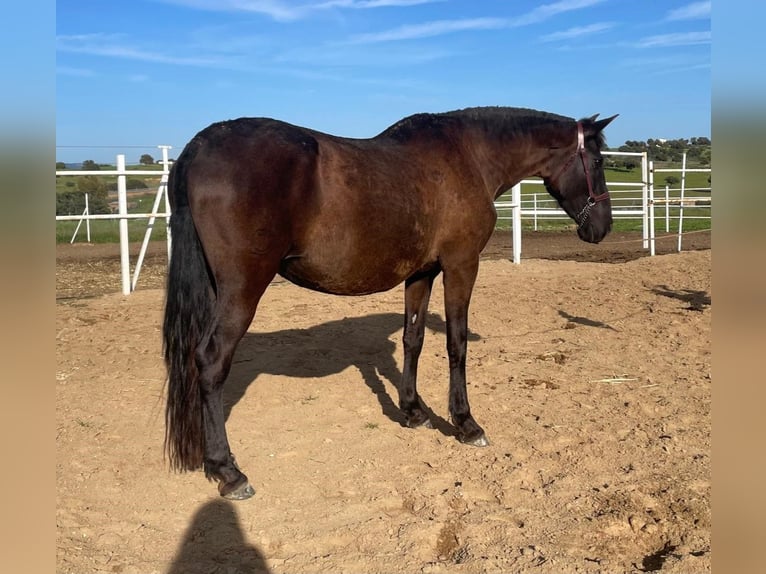 PRE Giumenta 12 Anni 168 cm Morello in Navalvillar De Pela