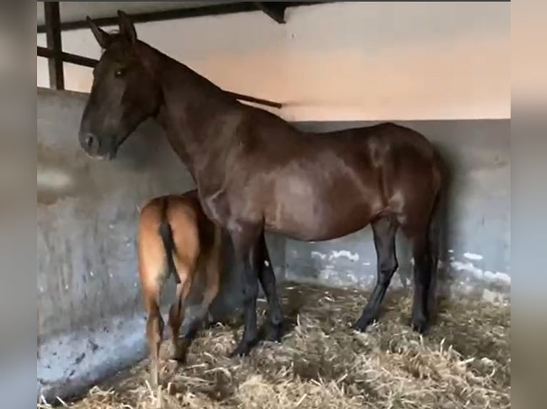 PRE Giumenta 12 Anni 168 cm Morello in Navalvillar De Pela