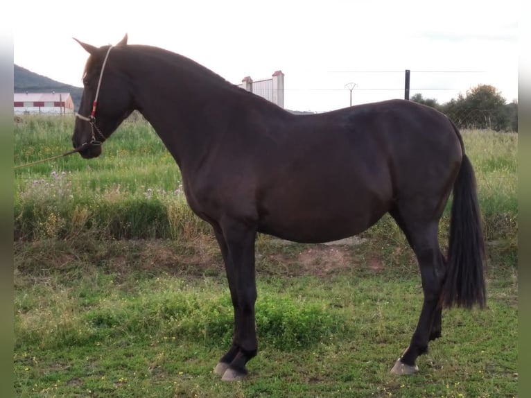 PRE Giumenta 12 Anni 168 cm Morello in Navalvillar De Pela