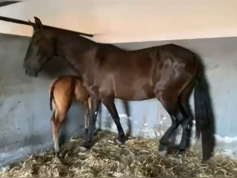 PRE Giumenta 12 Anni 168 cm Morello in Navalvillar De Pela