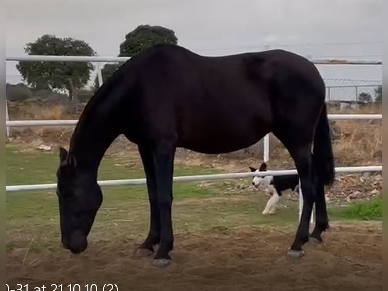 PRE Giumenta 12 Anni 168 cm Morello in Navalvillar De Pela