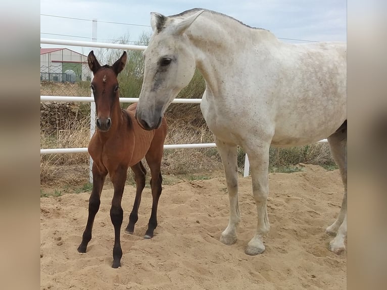 PRE Giumenta 12 Anni 170 cm Grigio trotinato in Navalvillar De Pela