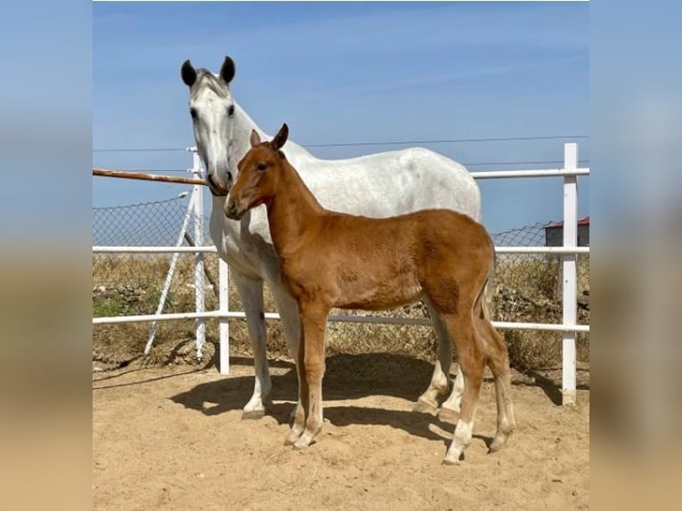 PRE Giumenta 12 Anni 170 cm Grigio trotinato in Navalvillar De Pela