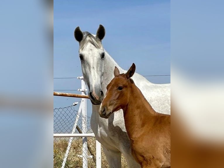 PRE Giumenta 12 Anni 170 cm Grigio trotinato in Navalvillar De Pela