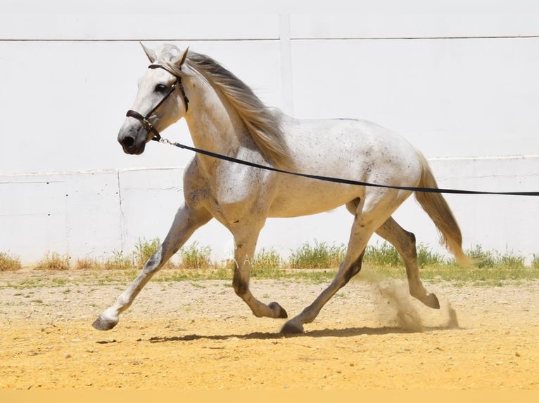 PRE Giumenta 12 Anni Grigio in Provinz Cordoba