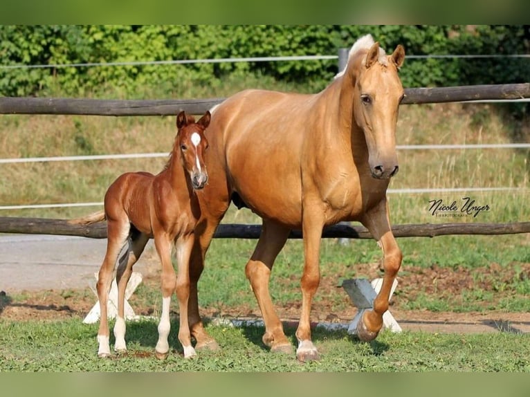 PRE Giumenta 12 Anni Palomino in Klettgau