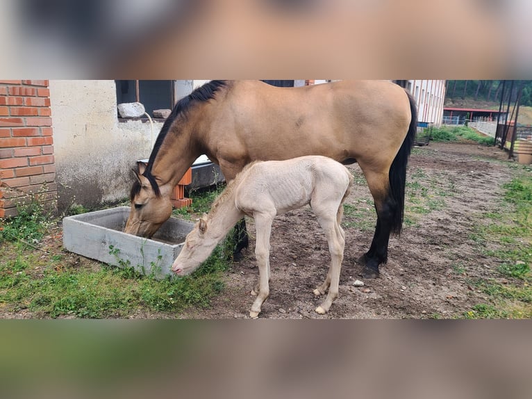 PRE Mix Giumenta 13 Anni 155 cm Falbo in Segovia