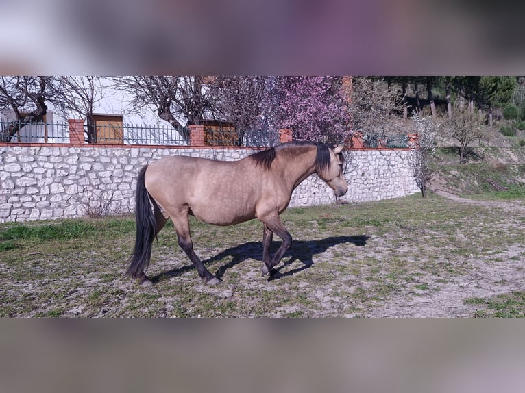 PRE Mix Giumenta 13 Anni 155 cm Falbo in Segovia