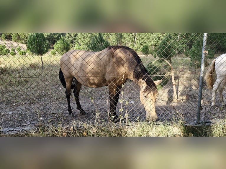 PRE Mix Giumenta 13 Anni 155 cm Falbo in Segovia