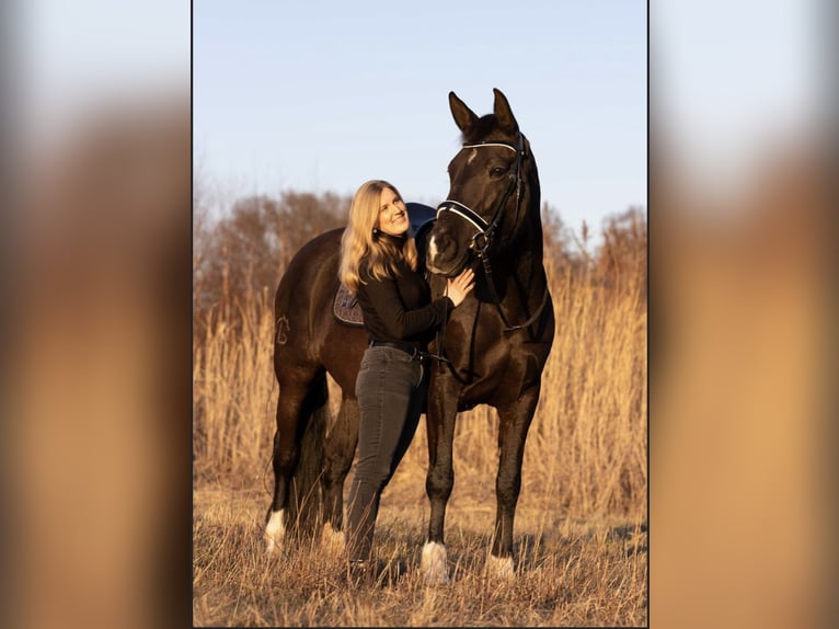 PRE Mix Giumenta 13 Anni 156 cm Morello in Munster