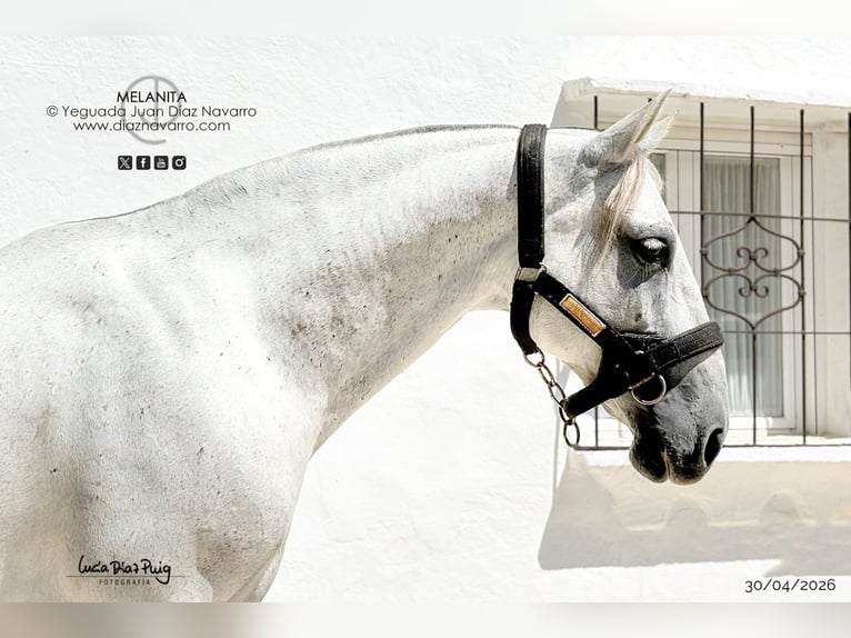 PRE Giumenta 13 Anni 157 cm Grigio in Arjona