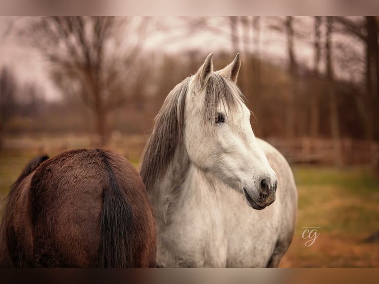 PRE Giumenta 13 Anni 160 cm Grigio in Leip