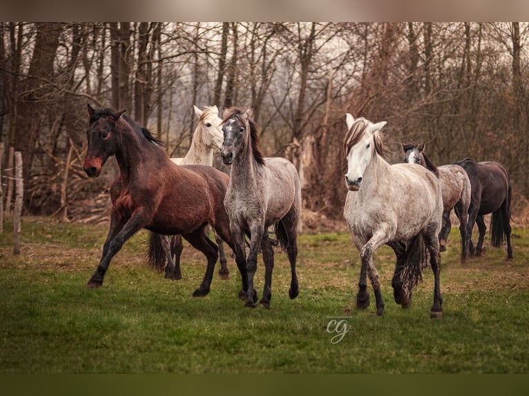 PRE Giumenta 13 Anni 160 cm Grigio in Leipe