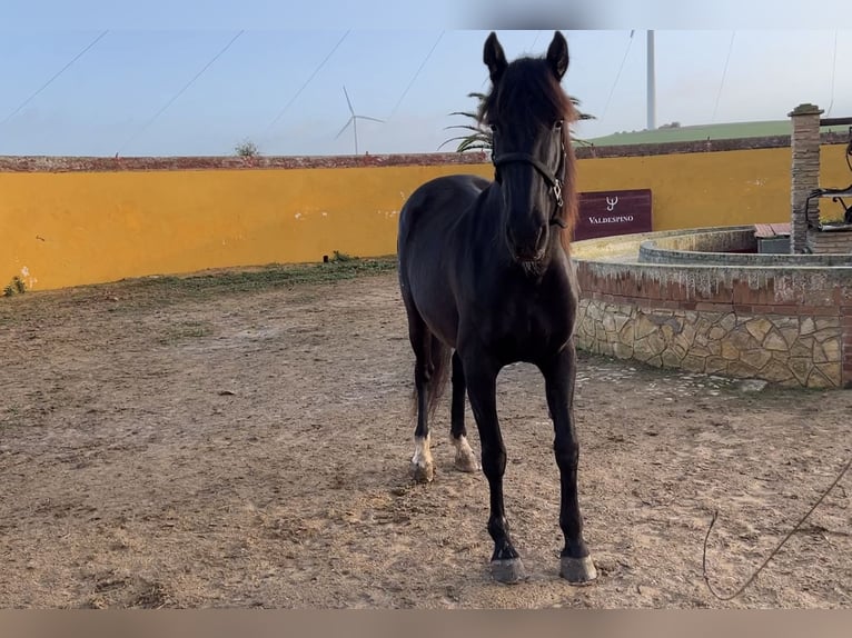 PRE Giumenta 13 Anni 160 cm Morello in Jerez de la Frontera