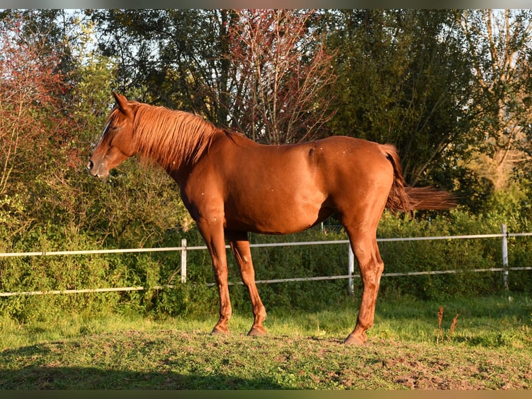 PRE Giumenta 13 Anni 160 cm Sauro in Laupheim