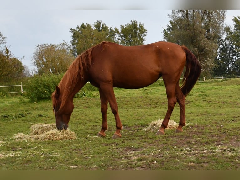 PRE Giumenta 13 Anni 160 cm Sauro in Laupheim