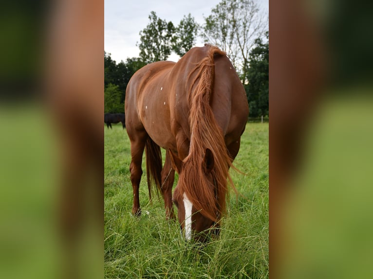 PRE Giumenta 13 Anni 160 cm Sauro in Laupheim