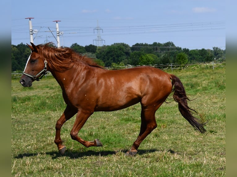 PRE Giumenta 13 Anni 160 cm Sauro in Laupheim