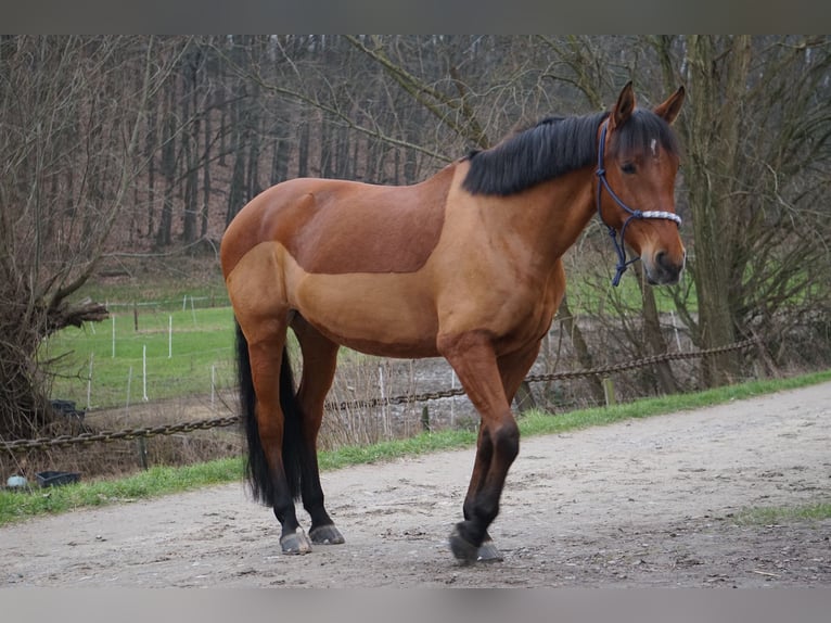 PRE Giumenta 13 Anni 163 cm Baio in Castrop-Rauxel
