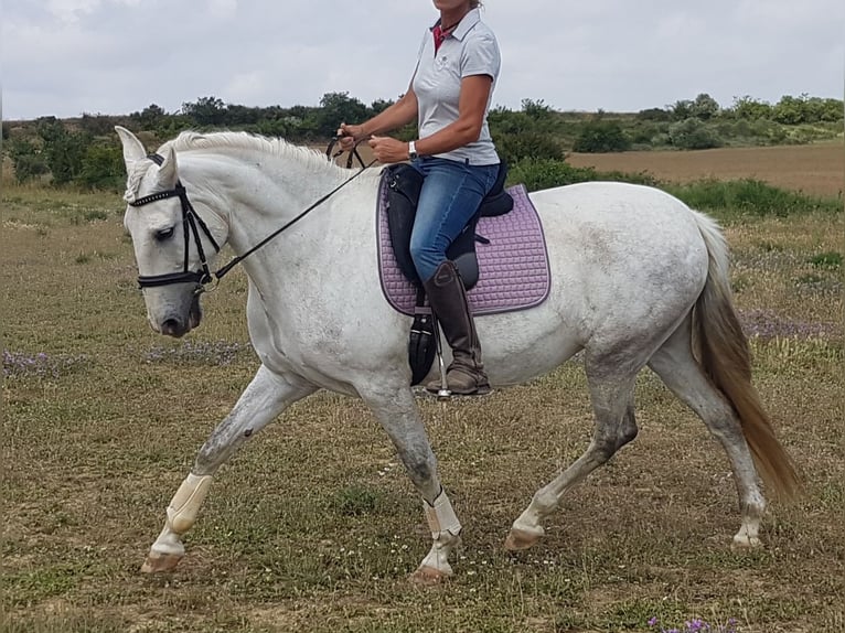 PRE Giumenta 13 Anni 163 cm Grigio pezzato in Sant Tomas De Fluvia