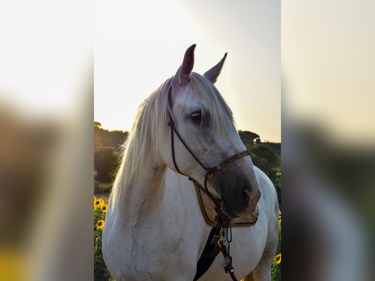 PRE Giumenta 13 Anni 163 cm Grigio pezzato in Sant Tomas De Fluvia