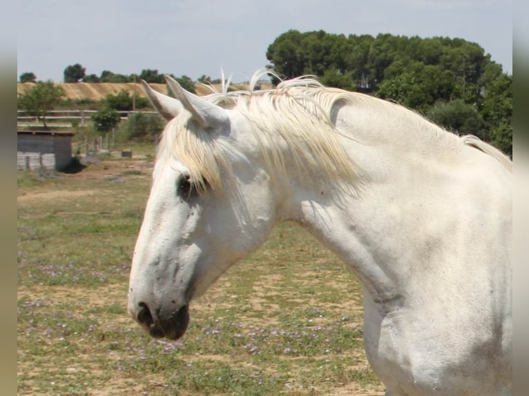 PRE Giumenta 13 Anni 163 cm Grigio pezzato in Sant Tomas De Fluvia