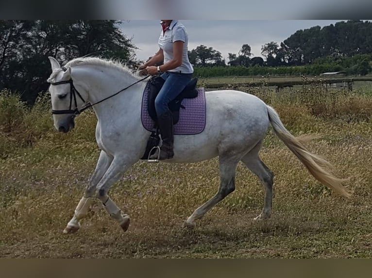 PRE Giumenta 13 Anni 163 cm Grigio pezzato in Sant Tomas De Fluvia