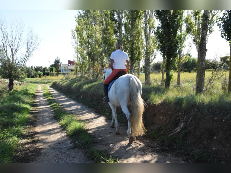 PRE Giumenta 13 Anni 163 cm Grigio pezzato in Sant Tomas De Fluvia