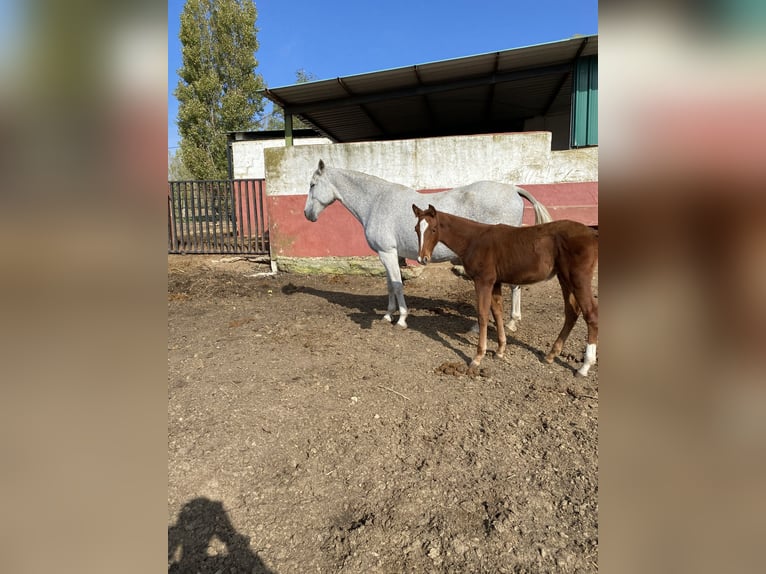 PRE Giumenta 13 Anni 170 cm Grigio trotinato in Alcala Del Valle