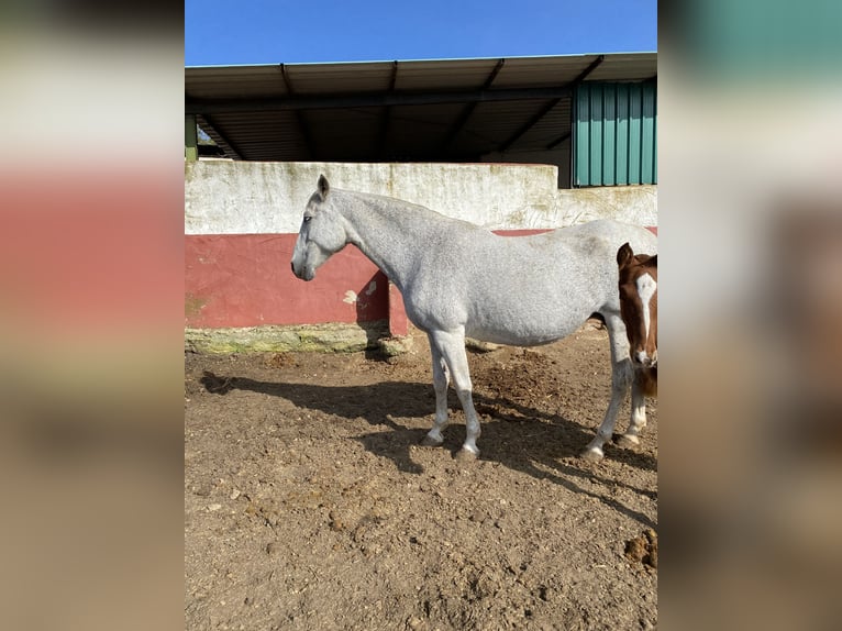 PRE Giumenta 13 Anni 170 cm Grigio trotinato in Alcala Del Valle