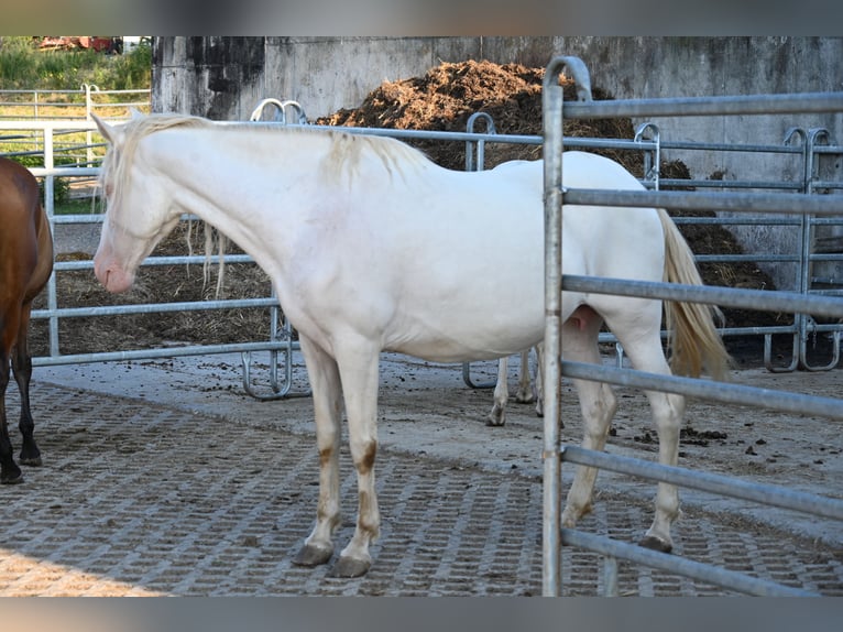 PRE Giumenta 13 Anni Perlino in Klettgau