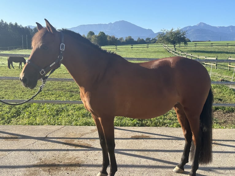 PRE Giumenta 14 Anni 152 cm Baio in Grabenstätt