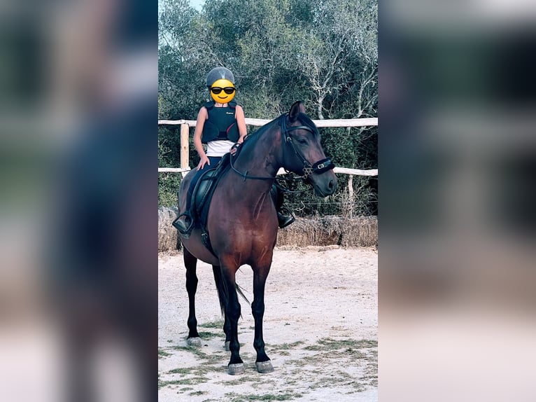 PRE Mix Giumenta 14 Anni 157 cm Baio in Vejer de la Frontera