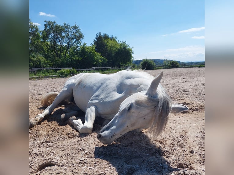 PRE Giumenta 14 Anni 157 cm Grigio pezzato in Ammerbuch