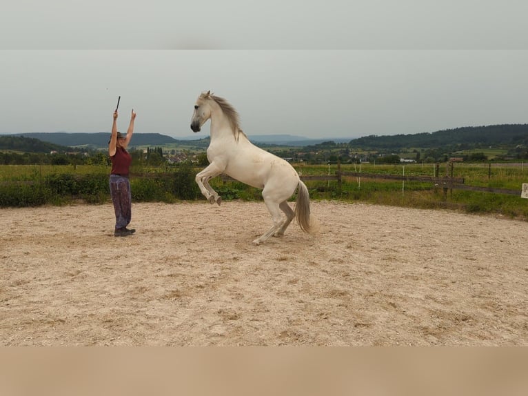 PRE Giumenta 14 Anni 157 cm Grigio pezzato in Ammerbuch