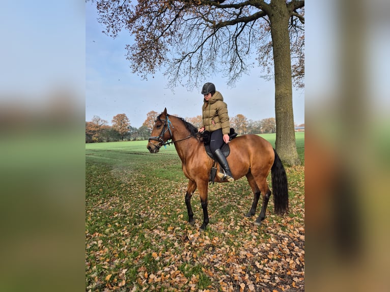 PRE Mix Giumenta 14 Anni 158 cm Baio scuro in Coesfeld